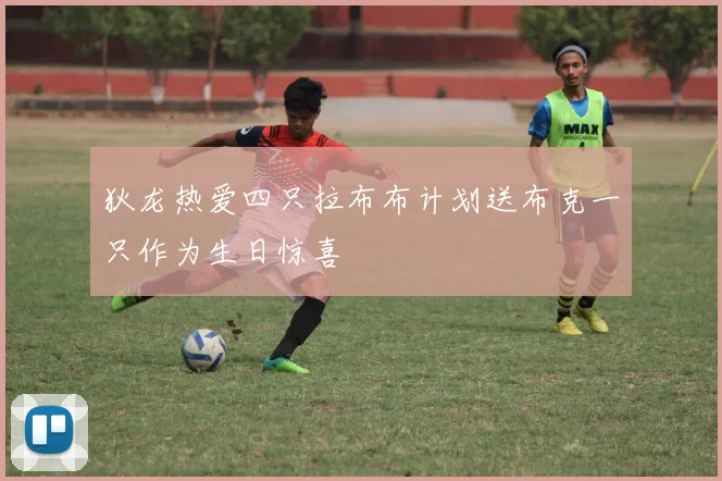 狄龙热爱四只拉布布计划送布克一只作为生日惊喜